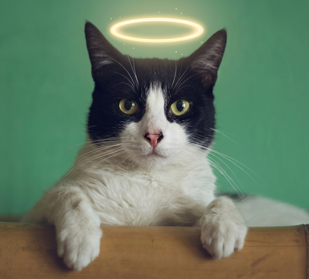 Huella de Luz - Gatos