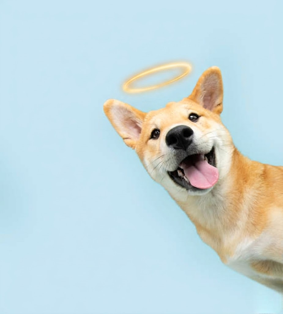 Huella de Luz - Perros
